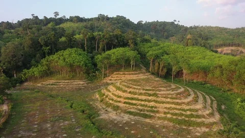 Deforestation Stock Footage 125230524