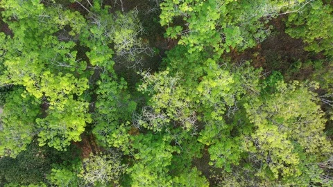 Deforestation Stock-Footage 125230525