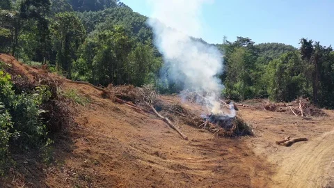 Deforestation Stock Footage 125996501