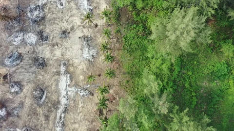 Deforestation Stock Footage 128408289