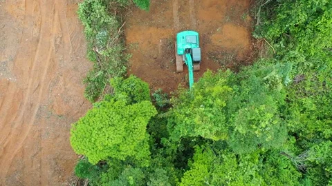 Deforestation Video stock 131088211