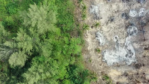 Deforestation Stock Footage 131206125