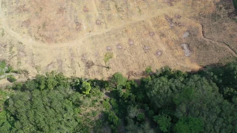 Deforestation Stock Footage 133099556