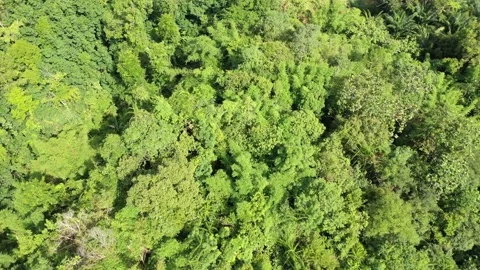 Deforestation Stock Footage 133305560