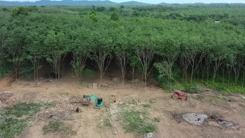 Deforestation Stock Footage 134237209