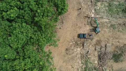 Deforestation Stock Footage 134238050