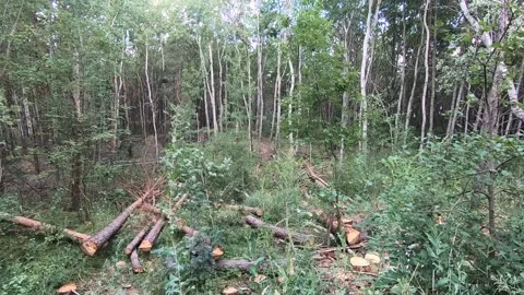 Deforestation. Stock Footage 136544562