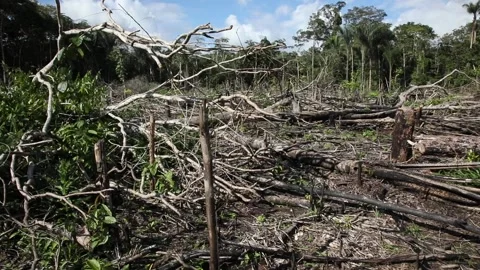 Deforestation Stock Footage 140311823