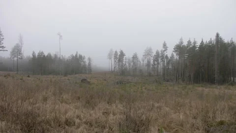 Deforestation Stock Footage 169103834