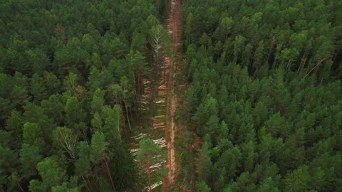 Deforestation forest and Illegal logging. Cutting trees. ​Stacks of cut woo Stockbeeldmateriaal 219822894