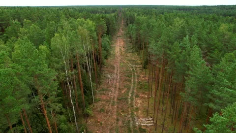 Deforestation forest and Illegal logging. Cutting trees. ​Stacks of cut woo Stock Footage 219822948
