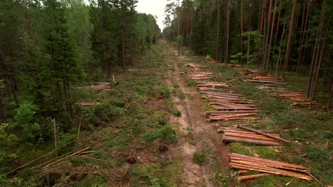 Deforestation forest and Illegal logging. Cutting trees. ​Stacks of cut woo 스톡 동영상 219822992