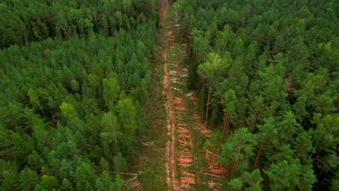 Deforestation forest and Illegal logging. Cutting trees. ​Stacks of cut woo Stock Footage 219822997