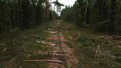 Deforestation forest and Illegal logging. Cutting trees. ​Stacks of cut woo Stock Footage 219823233