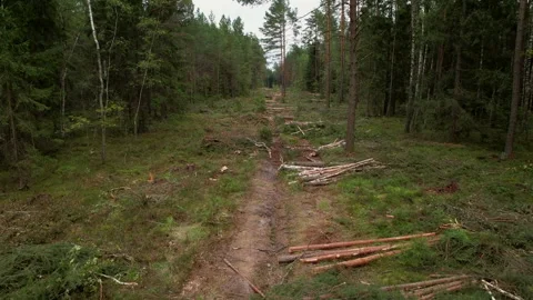 Deforestation forest and Illegal logging. Cutting trees. ​Stacks of cut woo 스톡 동영상 219823289