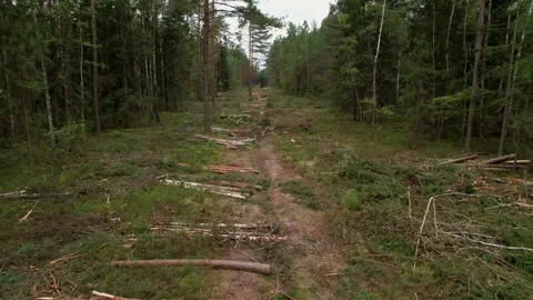 Deforestation forest and Illegal logging. Cutting trees. ​Stacks of cut woo Video stock 219823313