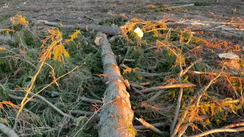 Deforestation forest and Illegal logging. Forest destruction 스톡 동영상 269895424