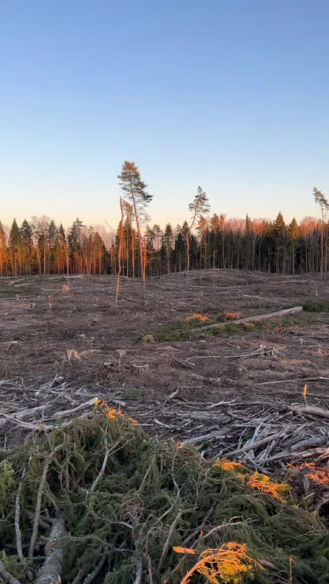 Deforestation forest and Illegal logging. Forest destruction Vídeos de archivo 269896033