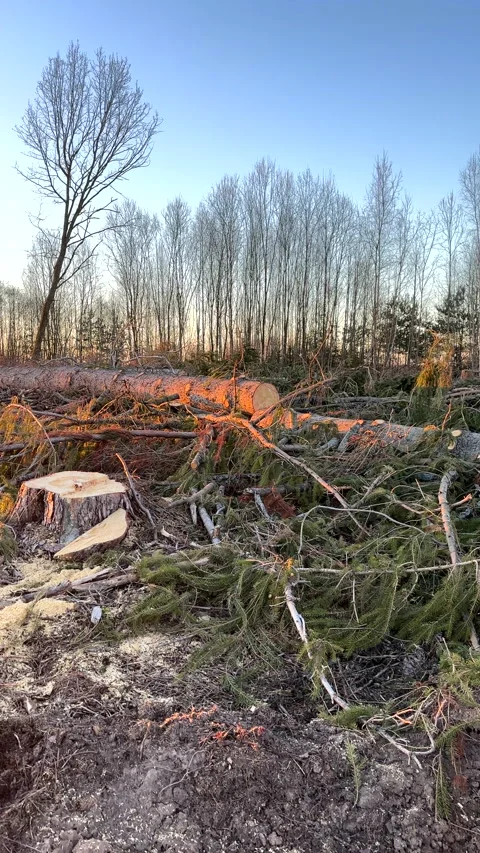 Deforestation forest and Illegal logging. Forest destruction Stockbeeldmateriaal 269896405