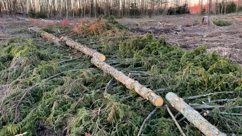 Deforestation forest and Illegal logging. Forest destruction Vídeos de archivo 269897529