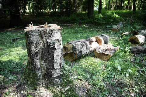 Deforestation forest and Illegal logging. Stock Photos