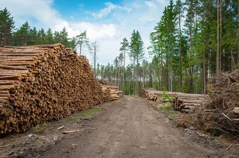 Deforestation, forest clearing. Cutting trees Foto stock