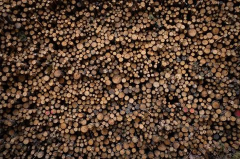 Deforestation, forest clearing. Cutting trees Stock Photos