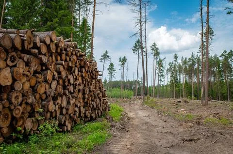 Deforestation, forest clearing. Cutting trees Stock Photos