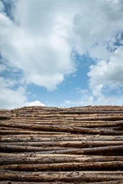 Deforestation, forest clearing. Cutting trees Stock Photos
