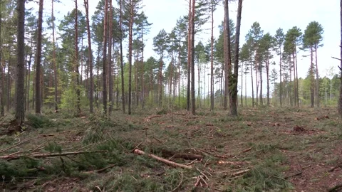 Deforestation, forest clearing. Forest Clearing With Uprooted Trees Stock-Footage 288711272