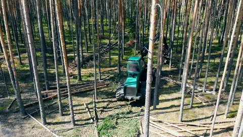 Deforestation, forest cut concept. Forest is getting cut by the harvesting Stock Footage 117631181