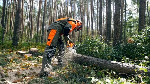 Deforestation, forest cutting concept. Felled tree is getting cut into pieces by Stock Footage