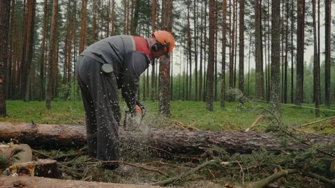 Deforestation, forest cutting concept. Wood is getting sawn by the worker Stock Footage 238015657