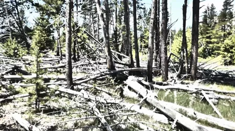 Deforestation Forest Destruction Video stock 39418810