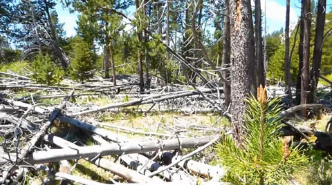 Deforestation Forest Destruction Video stock 39419333