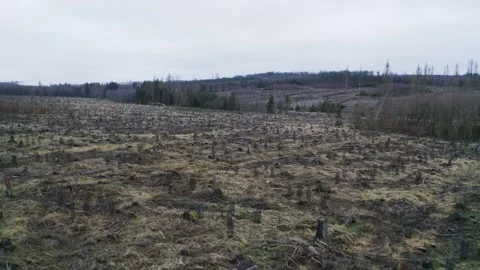 Deforestation of a forest in germany Stock Footage 172488591