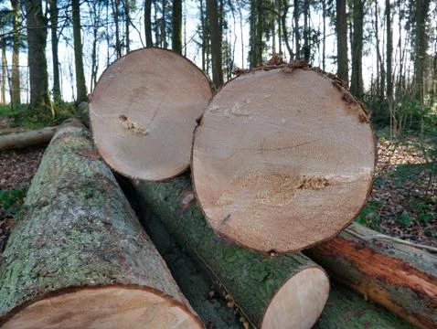 Deforestation in the forest. Stock Photos