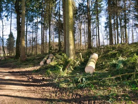 Deforestation in the forest. Stock Photos