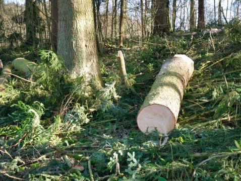 Deforestation in the forest. 库存照片