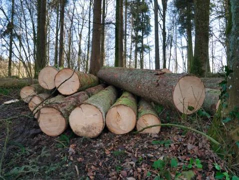 Deforestation in the forest. Stock Photos