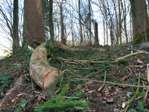 Deforestation in the forest. 库存照片