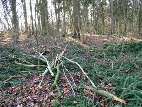 Deforestation in the forest. Stock Photos