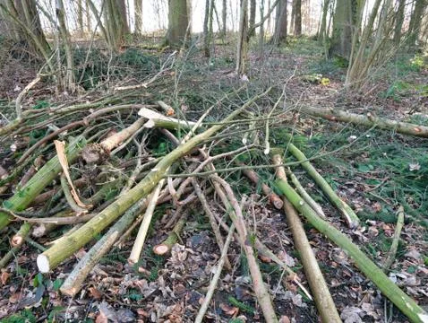 Deforestation in the forest. Stock Photos