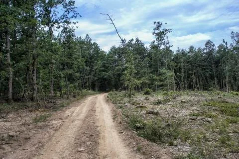 Deforestation of the forest. Фото
