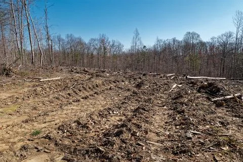 Deforestation in the forest Stock Photos