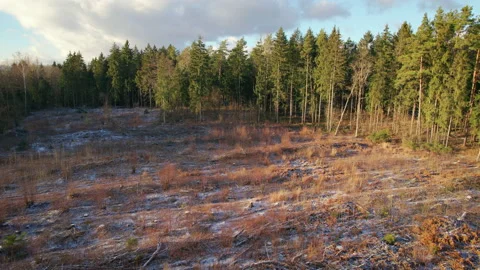 Deforestation, forest plot after logging 스톡 동영상 228249792