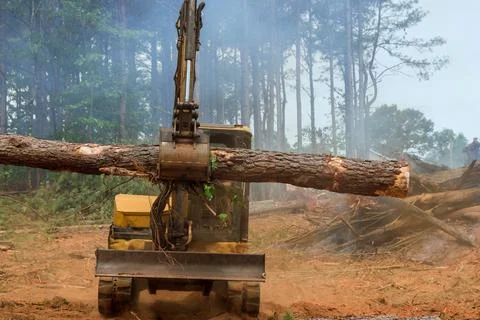 A deforestation the forest a work is performed on a tractor manipulator which Stock Photos