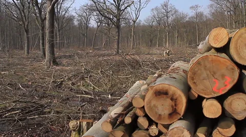 Deforestation in a German forest Stock Footage 39467592