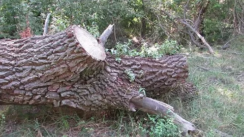 Deforestation global warming ecology Stock Footage 139827929