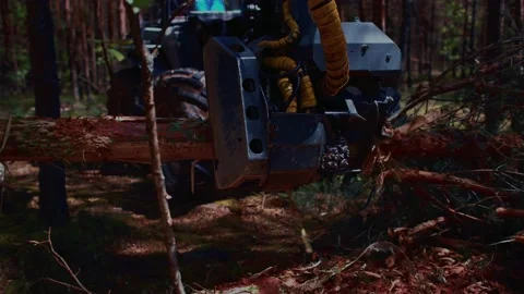A deforestation harvester cleans pine tree from branches and then saws tree Stock Footage 158258357